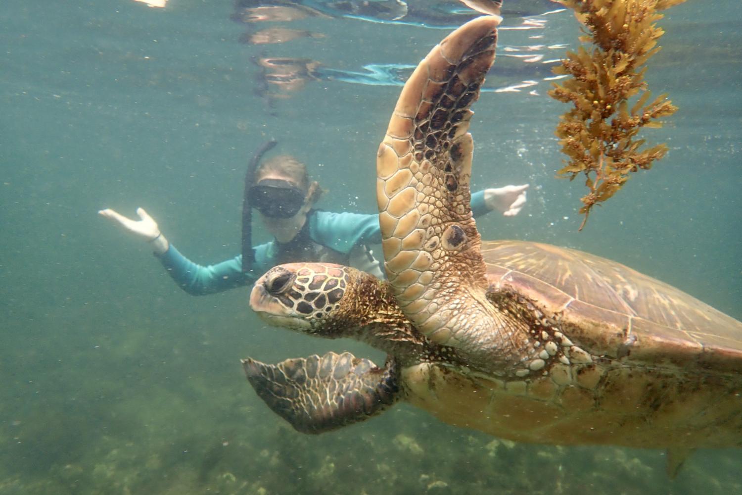 一名<a href='http://sbr5.images-collector.com'>bv伟德ios下载</a>学生在Galápagos群岛游学途中与一只巨龟游泳.